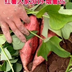 保定雄县烟薯25批发，红薯人家