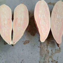 精品红薯大量上市！！