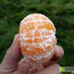 大量供应特早蜜桔，早熟柑橘。