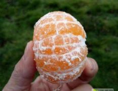 大量供应特早蜜桔，早熟柑橘。