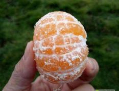 大量供应特早蜜桔，柑橘。