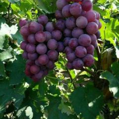 巨峰葡萄大量供应，货源集中，果实紧凑果粉好，粒大串大