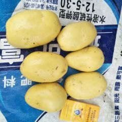 沽源县土豆经纪人冯建国