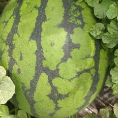 有大量西瓜求收购者