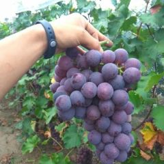 山西临汾巨峰大量上市