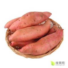 龙薯九号大量上市