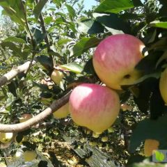 山西运城万荣纸袋花冠苹果早熟纸夹膜红富士大跌价啦