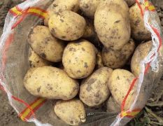 大量供应优质荷兰尤金延薯系列优质土豆