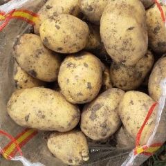 大量供应优质荷兰尤金延薯系列优质土豆