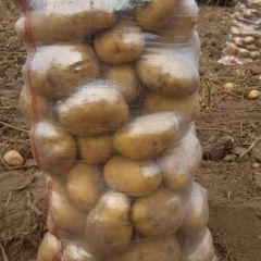 大量供应优质荷兰.尤金.延薯