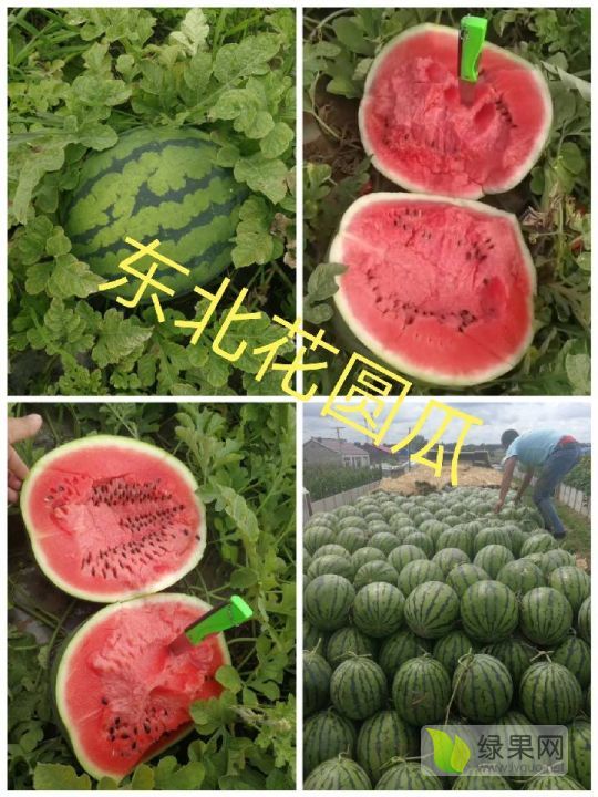 地雷瓜价格