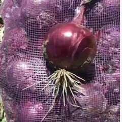 甘肃民勤洋葱大量上市，有意者联系