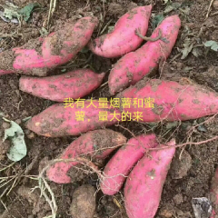 烟薯25,蜜薯，会流糖。