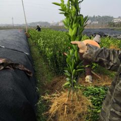 日南一号柑橘苗湖南基地批发