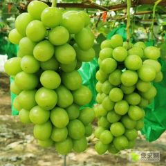 阳光玫瑰葡萄，精品阳光玫瑰，一级葡萄