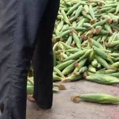 钟祥玉米棒，口感甜，籽粒饱满。