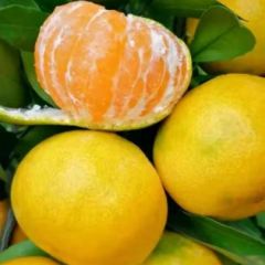 特早蜜桔，一手货源，产地直销