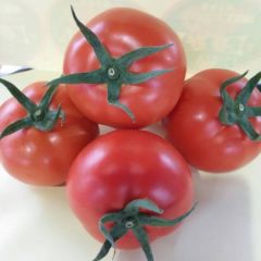 大红西红柿 齐达利 番茄 石头果