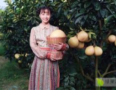 广西南宁三红蜜柚大量供货
