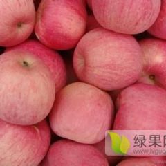 大量供应优质苹果