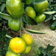 特早蜜柑普早蜜柑大芬新秦