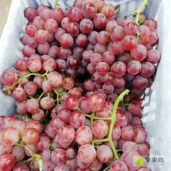 葡萄很多，几百家种的，附近几个乡镇都有，