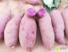 优质红薯紫薯上市