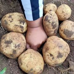 扶余土豆：延署四号，麻皮 大量上市 欢迎采购