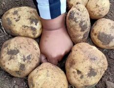 扶余土豆：延署四号，麻皮 大量上市 欢迎采购