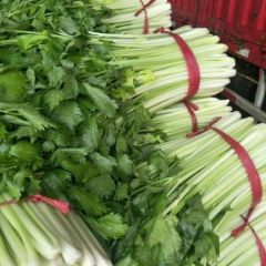 徐州大量优质头茬精品芹菜上市