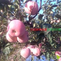 大连复县农家小国光苹果盖县复县许屯国光苹果十月来