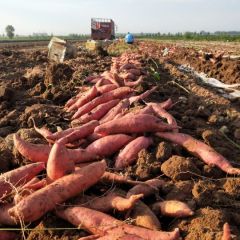 优质红薯常年大量供应