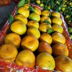 特早蜜桔，国庆蜜桔，量大质优，诚信代办