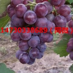 冰糖巨峰葡萄河北晋州大量上市供应