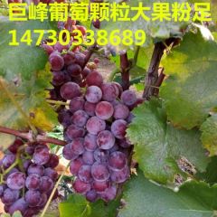 巨峰葡萄串大色好河北晋州货源充足