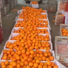 三峡特早蜜桔基地自己的工厂直供无代办费