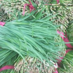 河南安阳精品韭菜二茬大量上市