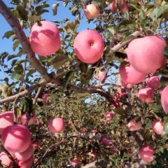 ​【现供应大量优质苹果】-合作社直销，长期有效