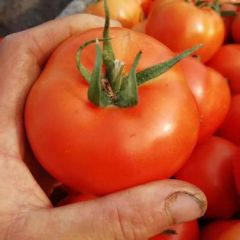 山东聊城莘县大红西红柿