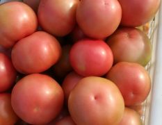 便宜西红柿大量供货