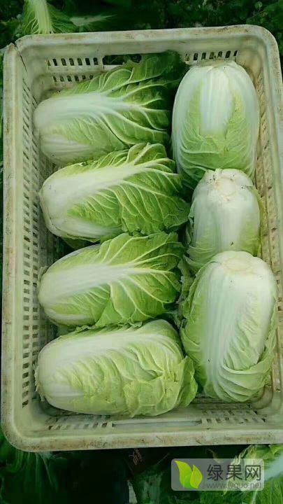 2019年山东肥城夏阳价格