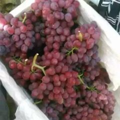 陕西红提葡萄产地价格