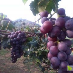辽南大连瓦房店李官许屯巨峰葡萄批发销售