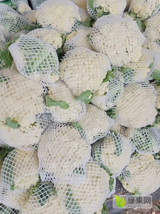 2019年山东东昌府青梗松花菜价格