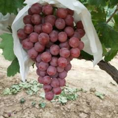 陕西红提葡萄批发价格