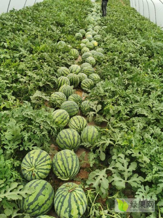 2019年河南夏邑8424西瓜价格
