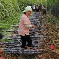 商丘市睢阳区黑皮甘蔗