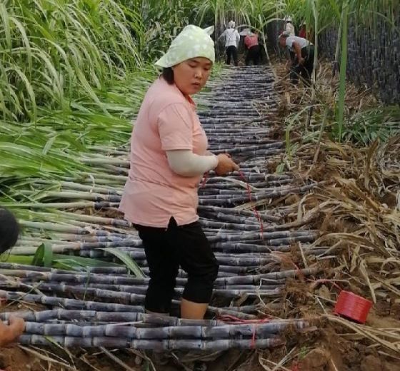 2019年河南睢阳黑皮果蔗价格