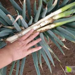 大葱大量上市专业代购，保质保量