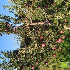 天水秦安的花牛苹果即将大量上市